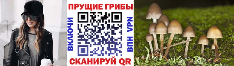 Купить закладки  Гусев  Псилоцибиновые грибы Magic Shrooms 